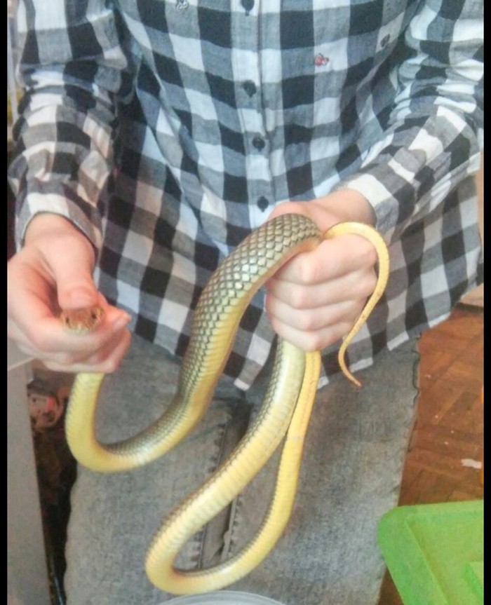 Láska k hadům je nakažlivá a člověka rychle ovlivní. Domácí mazlíčci, Zoo, Had, Dlouhý Post