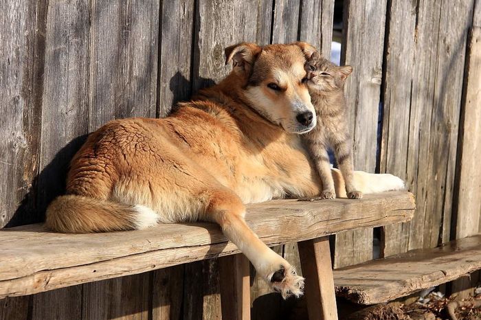 Village idyll - cat, Dog, Village, Friends, Benches, Milota, Cats and dogs together