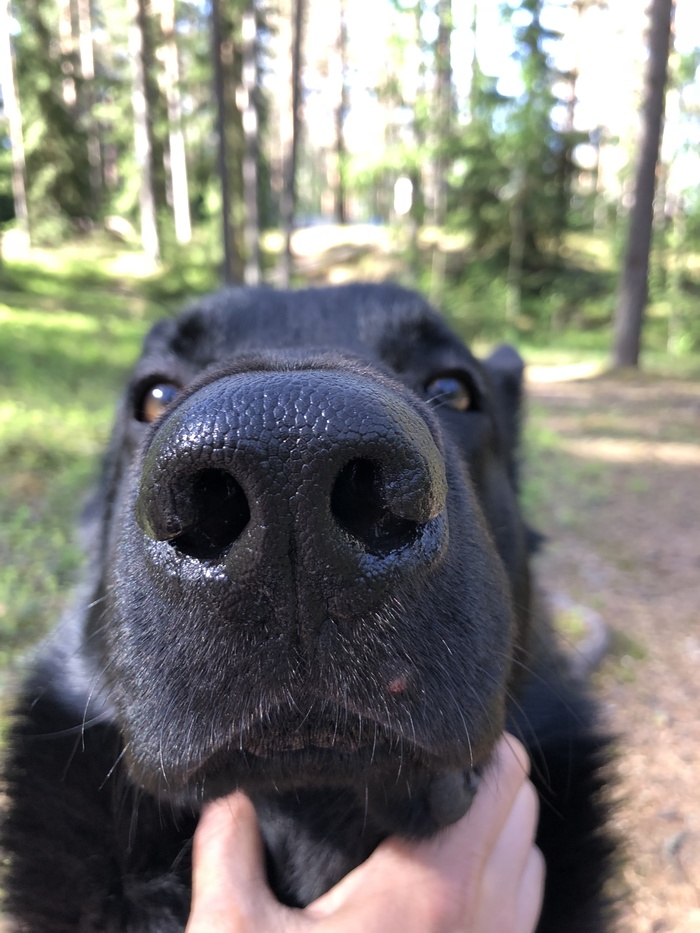 Chikhotkin - My, Dog, Sneeze, Sheepdog, Video, Nose, APSHI, , Black, Longpost