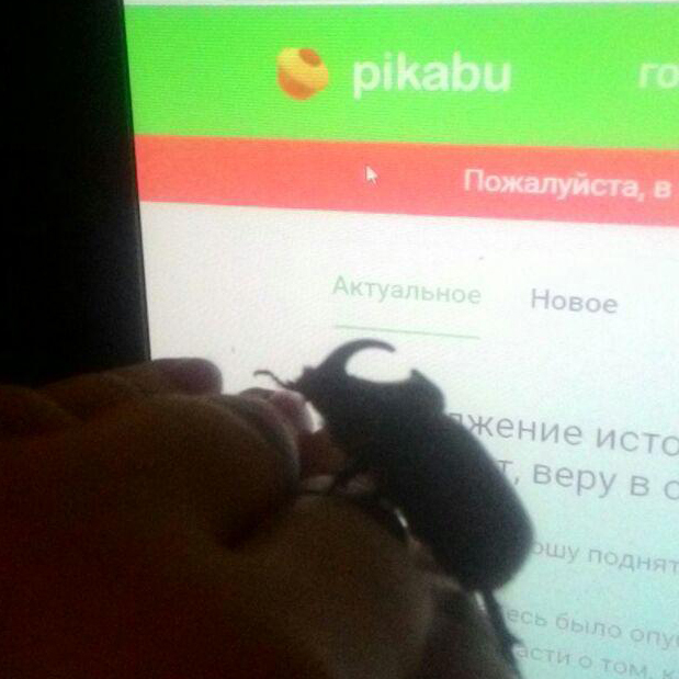 Night guest - My, Rhinoceros beetle, Жуки, Night guests, Photo on sneaker, Longpost, Guests