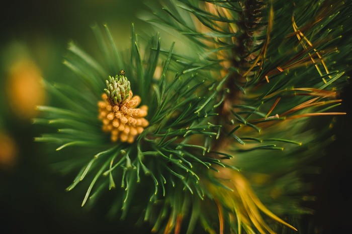 Гелиос Гелиос-44, Фотография, Карелия, Петрозаводск, Длиннопост