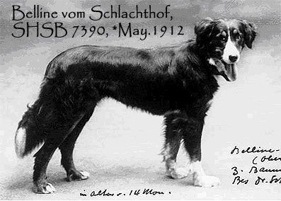 About breeds of dogs. - Dog, Dog breeds, Bernese mountain dog, , Sennenhund, Longpost