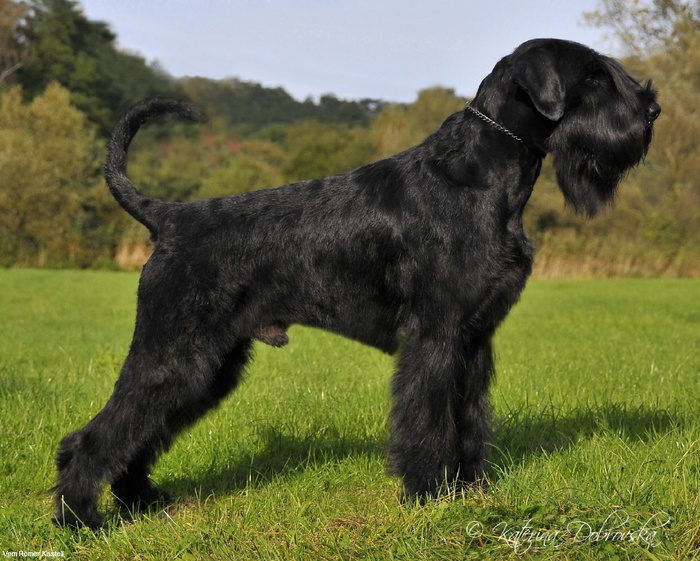 About breeds of dogs. - Dog, Dog breeds, Giant schnauzer, Standard Schnauzer, Schnauzers, Video, Longpost