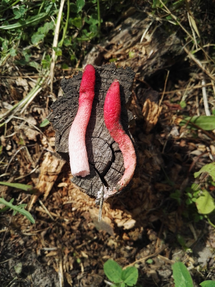 Help identify the mushroom. - Mushrooms, My, Подмосковье