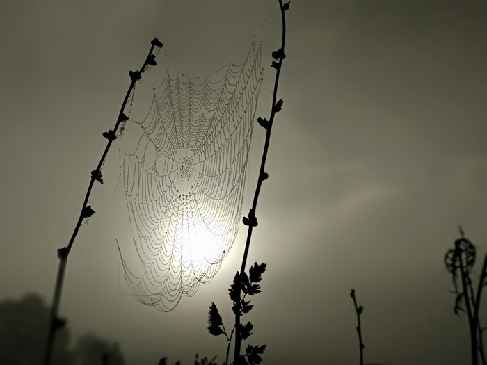 Effort spider post) - My, Nature, The photo, Web, dawn