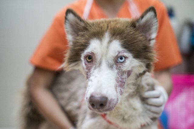 Husky from the streets of Phuket - Husky, Dog, The rescue, Thailand, Longpost