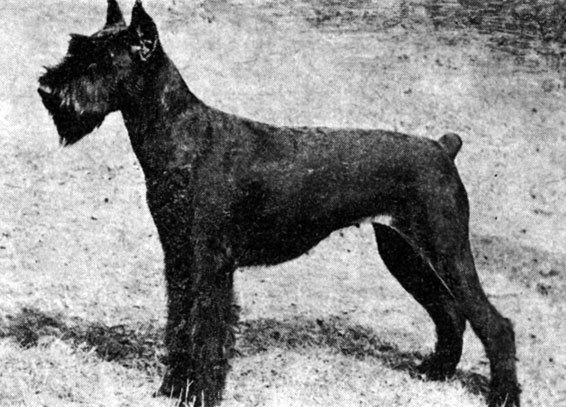 About breeds of dogs. - Dog, Dog breeds, Giant schnauzer, Standard Schnauzer, Schnauzers, Video, Longpost