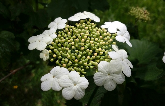 Flowers - My, Flowers, inflorescences