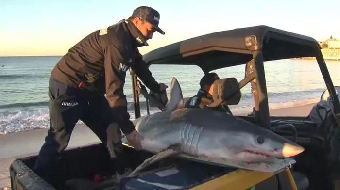 We swam, now we're going to ride - it's time for us to better communicate with sharks. - The photo, Shark, Person