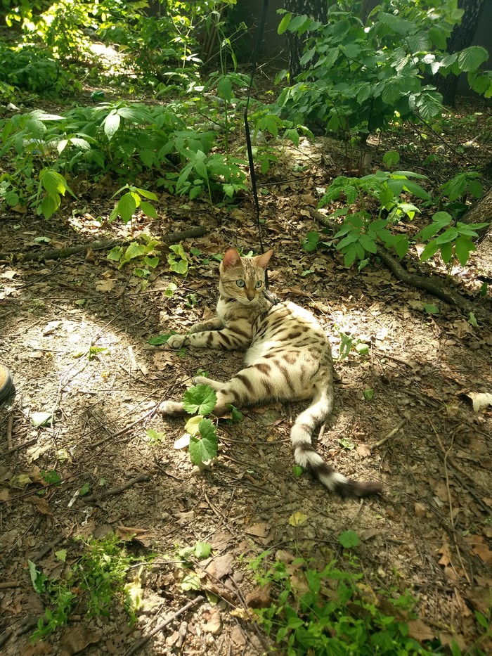 Azura the cat for a walk - Nature, Walk, Azura, Predator, bengal, Bengal cat, cat, My, Longpost