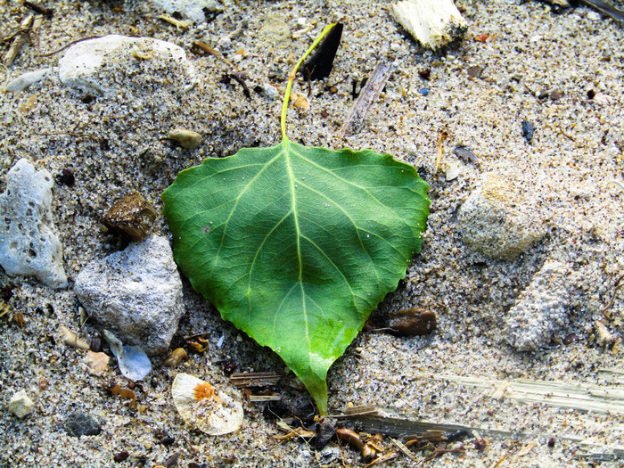 leaf on the sand - My, Beginning photographer, Nature