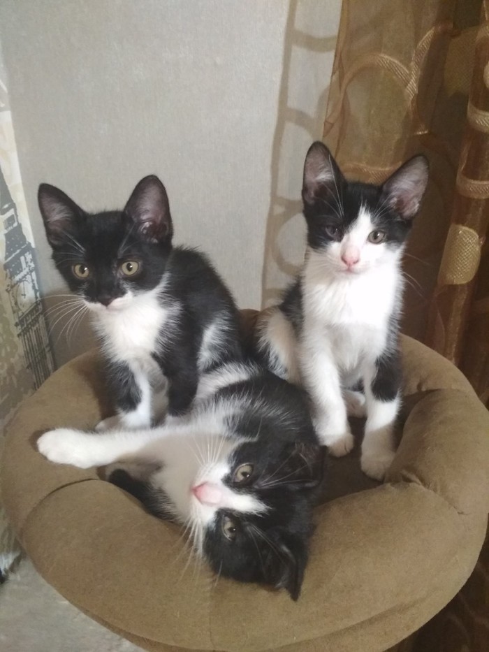 Kittens are looking for a home (Moscow) - My, No rating, cat, Moscow, Kittens, In good hands, Help, The photo, Helping animals