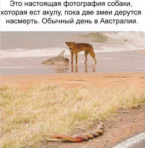 Yeah, they fight)))) - Snake, Love, Shark, Dog, From the network