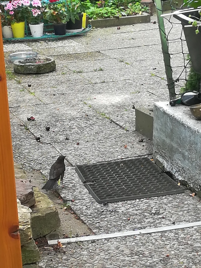 Наши "постояльцы" уже подросли Дрозд, Видео, Длиннопост, Птенцы дрозда