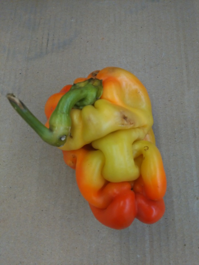 Tired and wants to handle - My, Pepper, Bell pepper, Vegetables, The photo, Auchan, Longpost