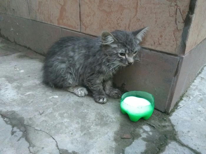 Help Kitten Samara - No rating, Helping animals, Samara, Longpost, Help, cat, My