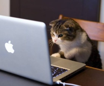 Search for a specialty - Macbook, Question, cat, Electronics, Programming, Speciality, Studies, Request