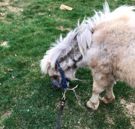 7 horses were found in a swamp, behind barbed wire ... But the main prisoner was locked in a trailer - Horses, Pony, The rescue, Cruelty, Longpost, Negative