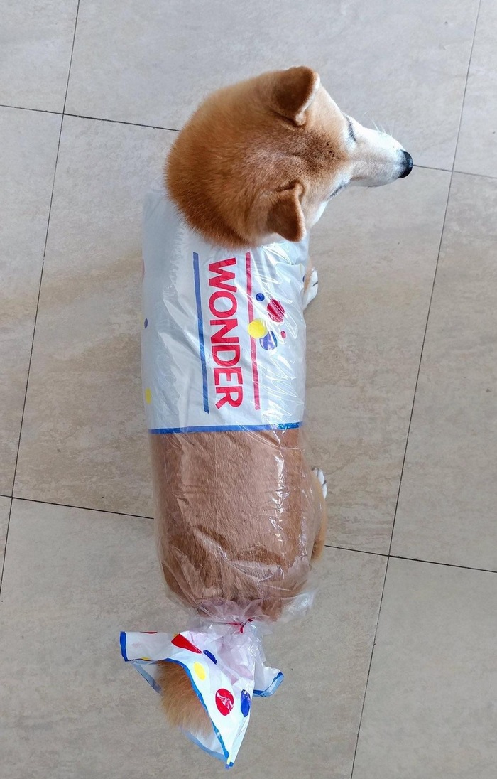 Miracle bread - Dog, Humor