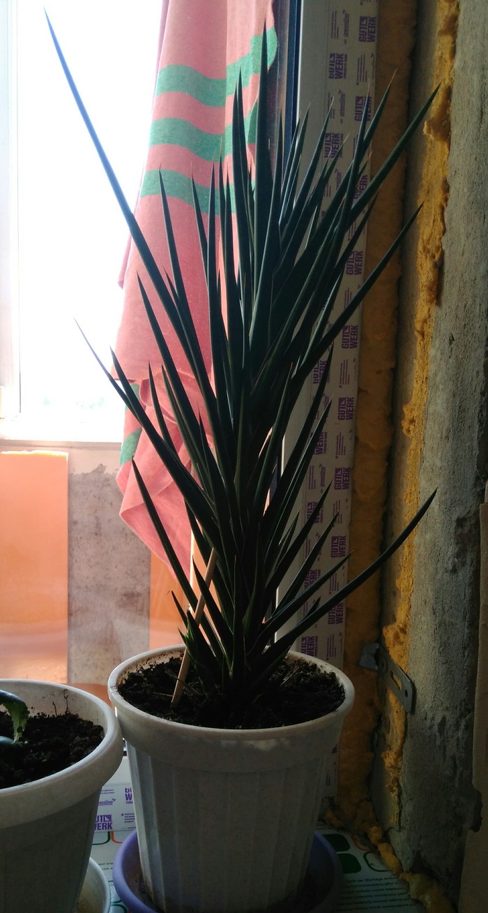 Help with naming - My, Houseplants, Name, Longpost