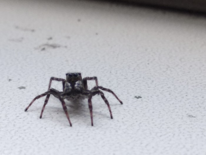 My friend - My, Work, Spider, The photo