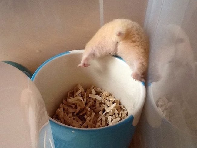 Hamster butts are the cutest new mood booster - The photo, Hamster, Booty, Milota, Longpost