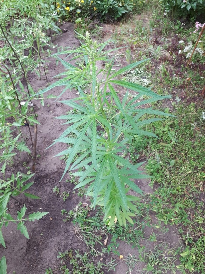 Gentlemen, I have a question for you. - Voronezh, My, Longpost, Weeds, Hemp