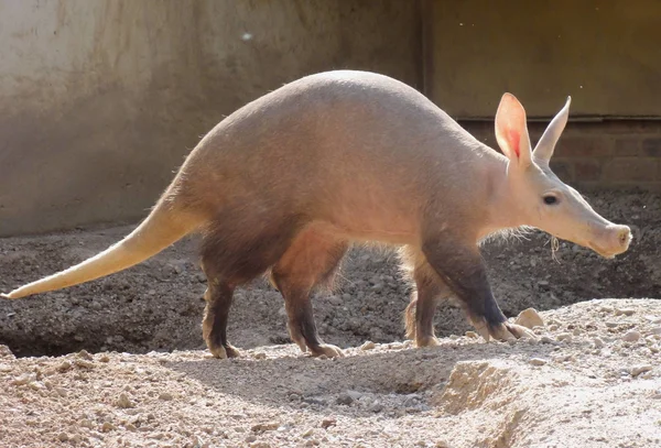 Book of Animals: Aardvark - My, Aardvark, Animals, Wild animals, Longpost, Humor, Animal book