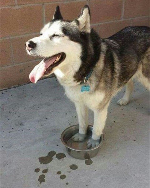 Thermoregulation - Dog, Water, Thirst, A bowl, Heat