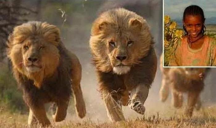 Men kidnapped and beaten a 12-year-old girl in Ethiopia, but lions stood up to protect her. - a lion, Children, Abduction, The rescue, Ethiopia, Girl, Longpost