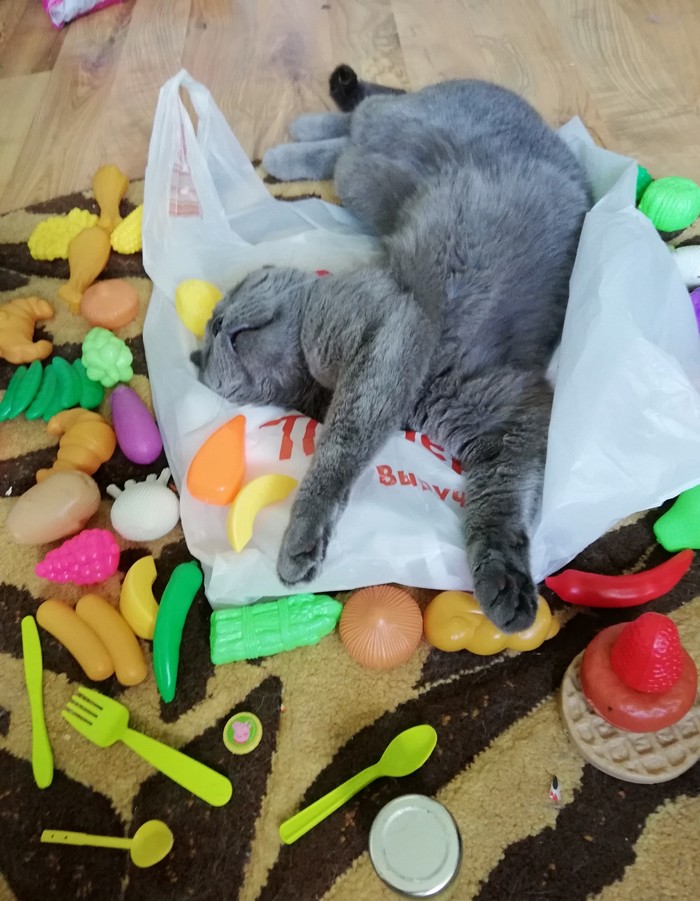 Суп с котом