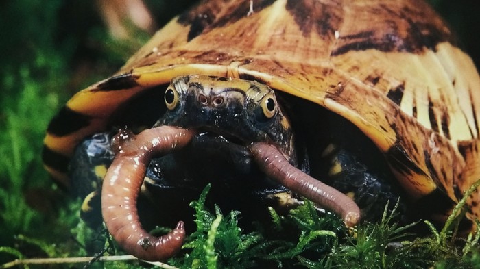 ��������