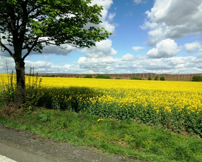 Czech Republic in April - My, Czech, Spring, Flowers, , The photo, Longpost