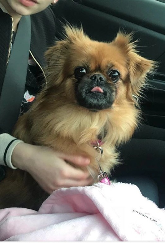 Tibetan spaniel, origin. - Long post with continuation, Dog breeds, Longpost, Dog