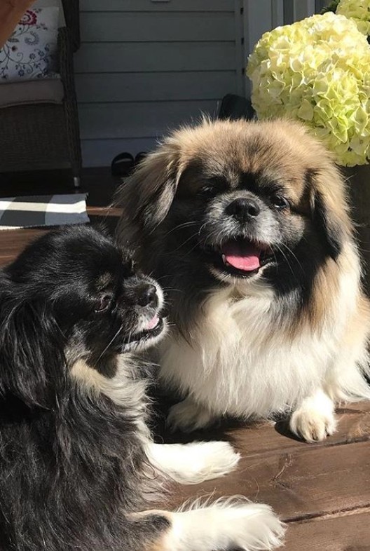 Tibetan spaniel, origin. - Long post with continuation, Dog breeds, Longpost, Dog