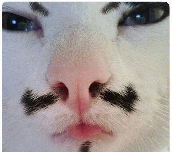 guys with mustaches are awesome - cat, Animals, Усы