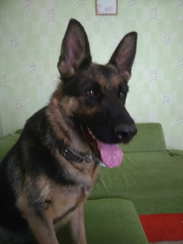 Help find dog owner - My, German Shepherd, , Longpost, Kharkov, No rating, Dog, Help me find, Found things