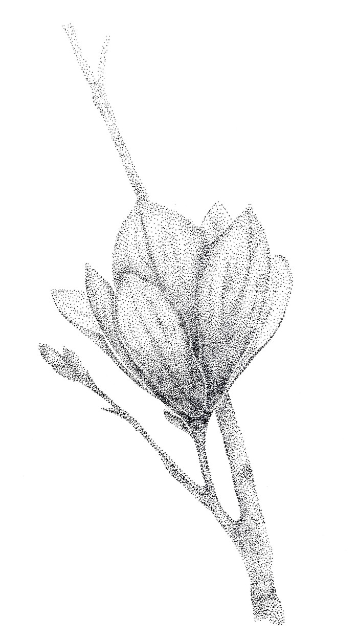 Dotwork. Пятый рисунок.