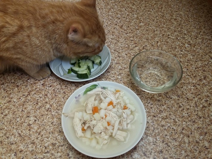 Vegan cat? - My, cat, Animals, Cucumbers, Vegetables, Vegan