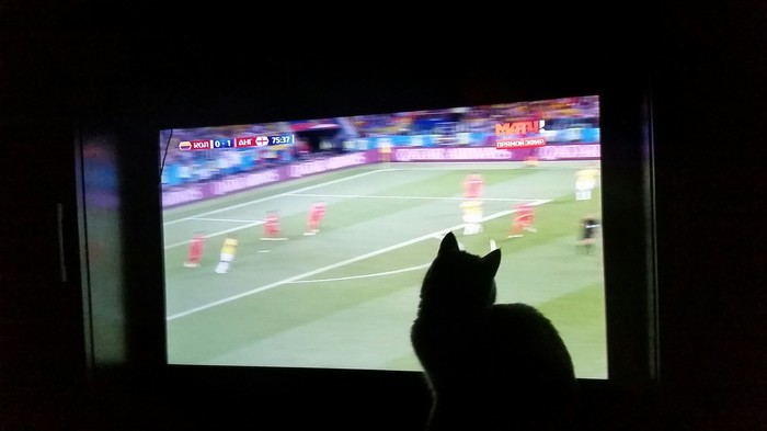 Everyone watches football - cat, Football, Longpost, Viewer, 2018 FIFA World Cup