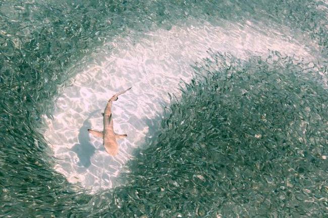 When the boss showed up - Nature, The photo, Shark, The national geographic, Ocean