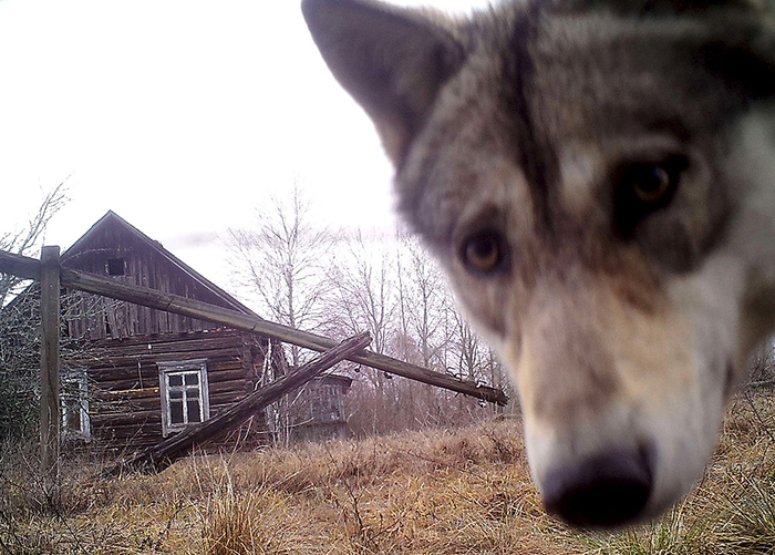 Mammals came out of Chernobyl - Wolf, Chernobyl, Marsupials, Mammals, Radiation