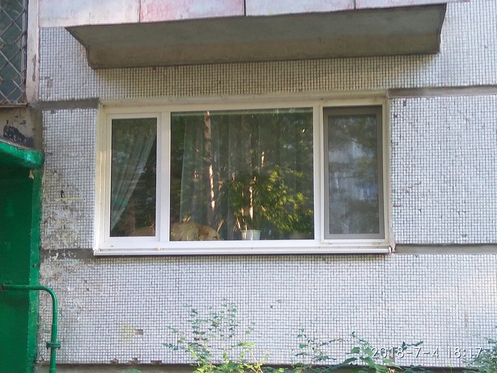 Unusual! - Labrador, Windowsill, Suddenly