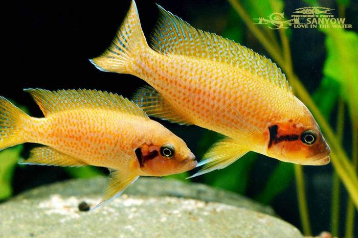 Neolamprologus pulcher Daffodil - Aquarium fish, Cichlids