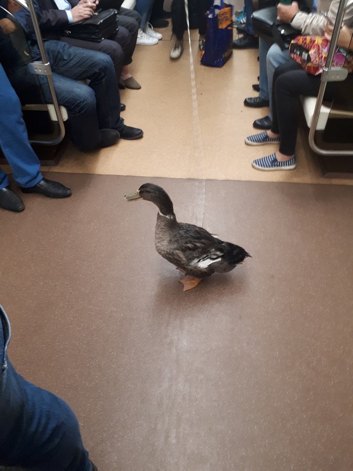 Nothing unusual. - My, Saint Petersburg, Duck, Metro, Birds