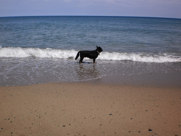 Собачья жизнь в Испании Испания, Собака, Овчарка, Море, Горы, Фотография, Пейзаж, Моё, Длиннопост