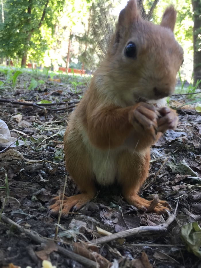 Everyone loves protein. - My, Squirrel, Milota, Longpost, Rodents, The photo