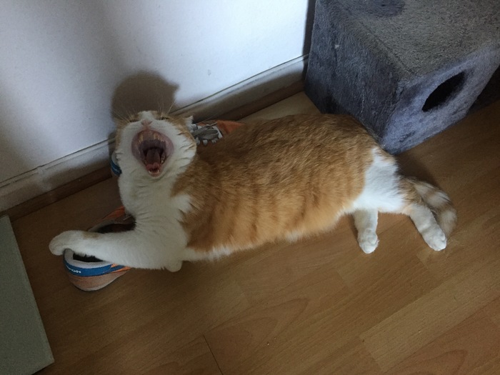 I wanted to take a picture of a yawning cat, but it turned out to be a frame from a horror movie - My, cat, Horror, To fall, Toothbrush
