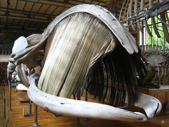 Книга животных: Синий кит Синий кит, синие киты, Животные, дикие животные, Книга животных, юмор, зоология, длиннопост