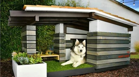 Home of a successful good boy - , Dog, Booth, Husky, Successful people, Luxury, Success